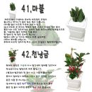 일반가정에서 많이 기르는 화초의 종류와 사진 이미지