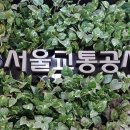 서울교통공사1호선종로3가역 SBS
