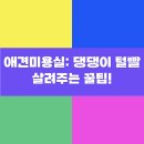 개님은 털빨 | 애견미용실: 댕댕이 털빨 살려주는 꿀팁!
