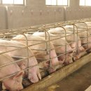 sunda | 멧돼지 ( Sus scrofa, Boar, wild pig, 학명 : Sus scrofa )