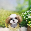 댕이멍이 이미지