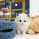 수원고양이분양 고사남 본점 | 정품 랙돌분양은 역시 고사남 수원본점에서 만나봐요~!!