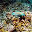 바다세상 이미지