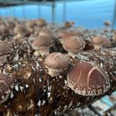 농산물 산지유통센터 | 표고버섯은 농협 APC, 농산물산지유통센터를 통해 대형마트에도 대량으로 유통