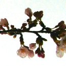 진주 남강 벚꽃길과 거제 망산 이미지