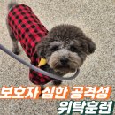 아웃독(OUT DOG) | [송파 강아지 훈련소] 위탁훈련 보낸 후 후회하는 이유, 프로독을 선택해야 하는 이유
