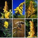 골든13(Golden13) 이미지