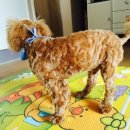 잠실베스트동물메디컬센터 이미지