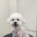 라운지 도그 이미지