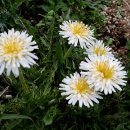 하얀민들레 이미지