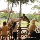 (주)대구그랜드관광호텔사우나 | 베트남 푸꾸옥 패키지 가족여행 대구공항 출발 노보텔 숙소 후기 빈펄사파리 그랜드월드(3일차)