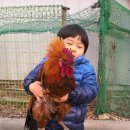 꼬꼬닭 Daum카페
