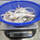 6월5일.뻘낙지,갈치회,하모샤브.회,달마새우살,바지락살,꼬막,백합,붕장어,아나고,홍어회,청태김,건조중하 이미지