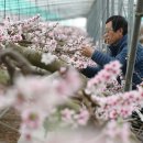 꽃피는 봄이 오면 이미지