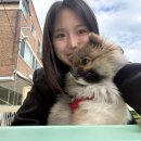 강아지언니 이미지