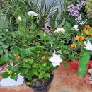 늘봄꽃화원 이미지