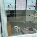 제일로 53번길 | 성남 모란역 강아지미용 잘하는 곳! 내돈내산 후기 + 애견미용도 믿고 맡긴 곱디곱개