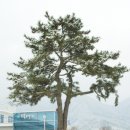수북면사무소 Daum카페