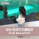 피코 키즈풀빌라 부산 | 부산 피코키즈풀빌라 켈프숲 후기, 총정리