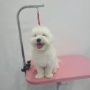 아름마을사거리 삼성코아 건물앞 | [분당/판교 애견미용 추천]쵸코네묭실재방문 후기,견생 첫 말티즈스포팅컷 하고 왔어요