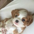 발편한동물병원 이미지