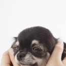 애견용품시장