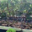 삼호농장3 이미지