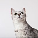 독한고양이 이미지