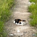 수현팜 | LSD에게 져버린 한 여자의 일상