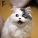 예양