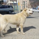 용이랑 백호랑 이미지