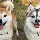 베일리펫케어 이미지