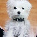 펫파크 동백점 이미지