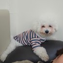 숏히피펌 잘하는 곳, 분위기까지 만족스러운 수와르헤어 후기