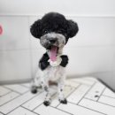 동행펫살롱 이미지