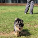 애견카페왕 이미지