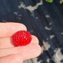 담산농장 이미지