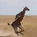 문빠