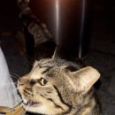 임미임미 이미지