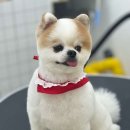 엠에스그루밍 이미지