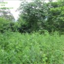 서리골천 이미지