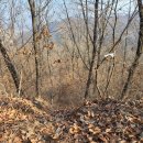광남농원 | 맹사성선생묘-영장산(413m) 등로 정리1