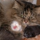 평강농장 이미지