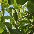 다래농장2 이미지