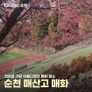 순천시기독교역사박물관 | 순천 매화명소 매산고등학교 방문후기ㅣ홍매화 백매화 봄꽃 스팟 개화상황
