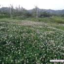 클로바농장 이미지