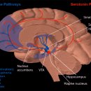 Re: periaqueductal gray, raphe nuclei, reticular formation 이미지