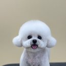 더이롭개 네이버블로그