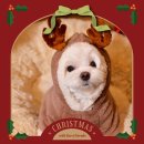 털로 덮인 친구들 이미지