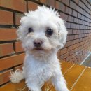 암사동물병원 이미지